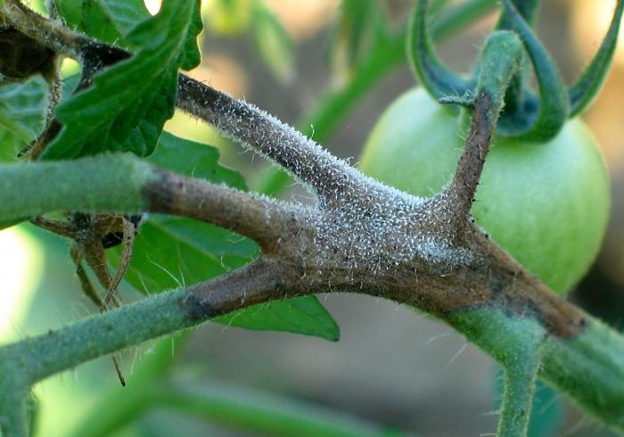 מחלת עגבניות. איך להתמודד עם phytophthora על עגבניות?