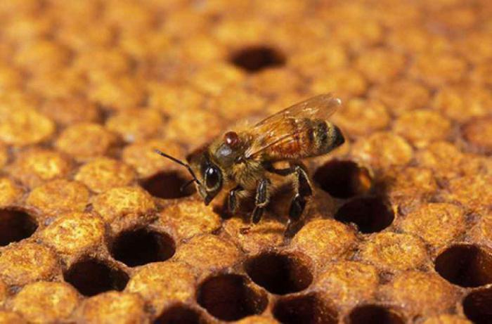 גידול דבורים למתחילים בבית