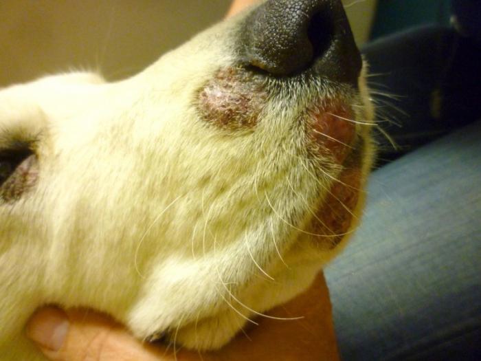 איך לרפא חזזית בכלב