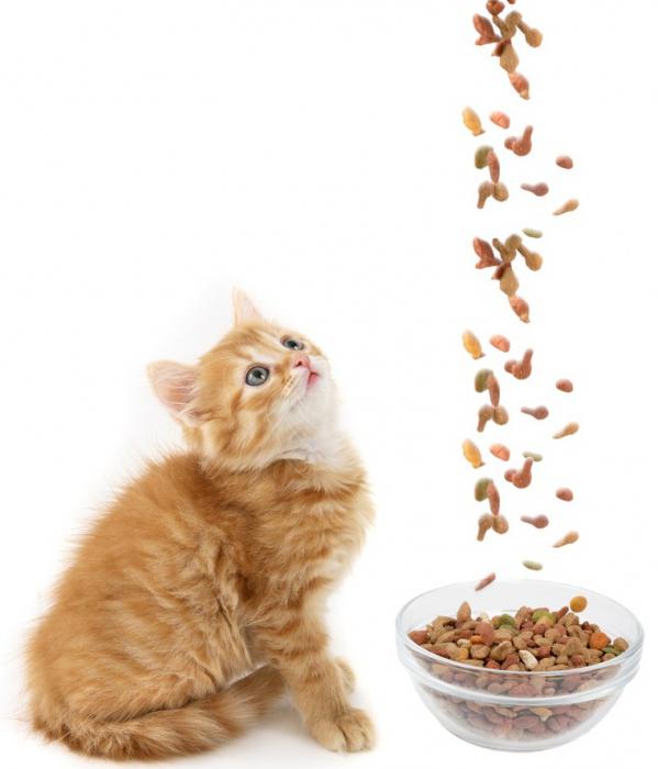 מזון חתול פרימיום