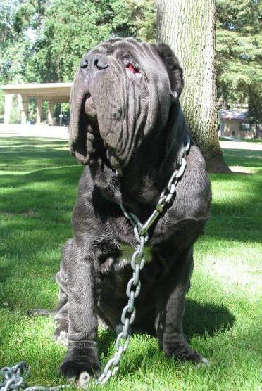 מסטיף הרקולס הוא הכלב הכי גדול בעולם