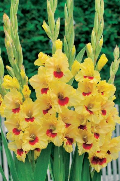 כאשר אתה צריך לחפור gladioli