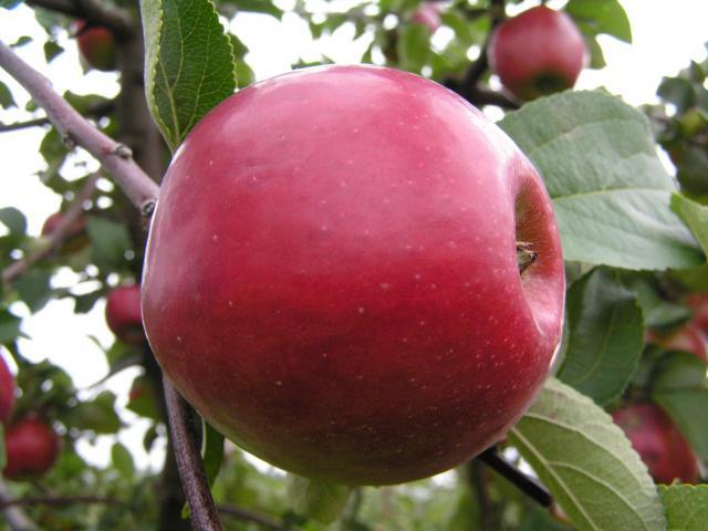 אדום מוקדם - עץ תפוח לגנים הדרומיים
