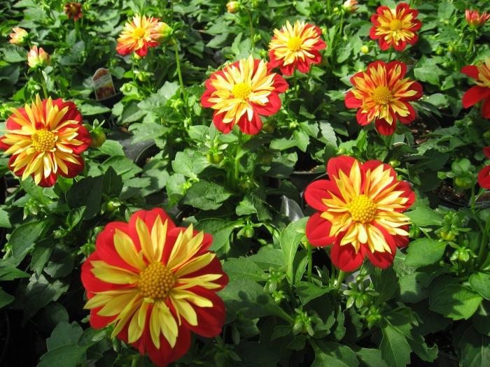 אנו מגדלים dahlias השנתי באתר