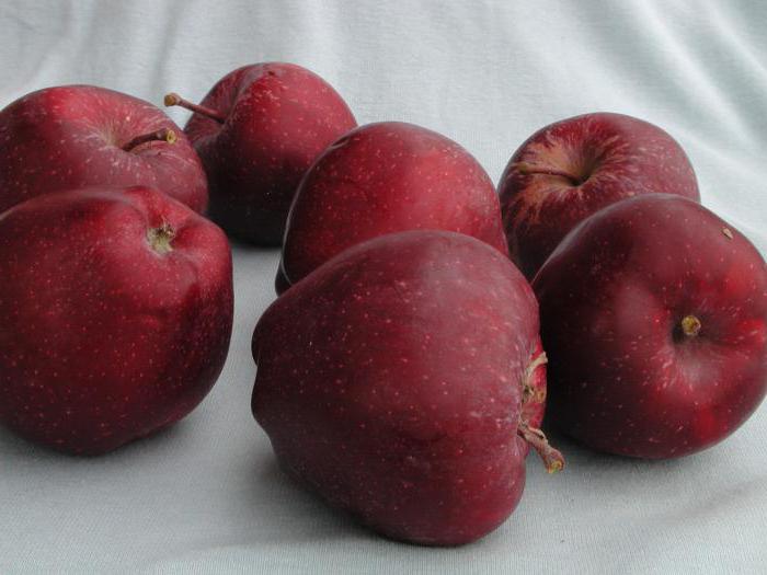 שף תפוחים אדום: תיאור, נטיעה וטיפול