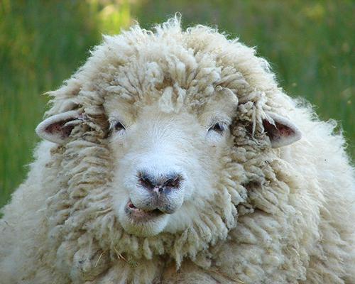 שנת הכבשים: אפיון ותיאור השלט