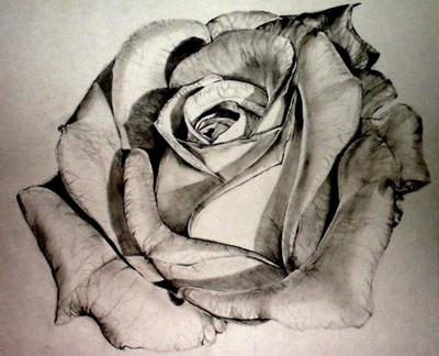 איך לצייר ורד בעיפרון: צעד אחר צעד אימון