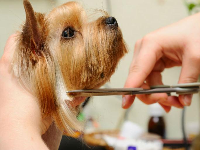 groomer עבור כלבים