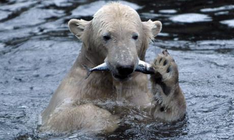 דובי הקוטב