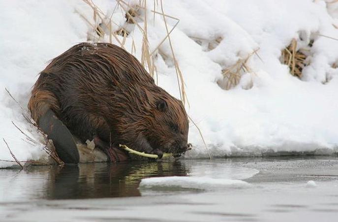 Beavers בטבע. מה הבונה אוכל