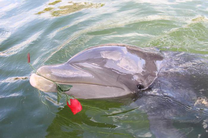 מתי הם חוגגים את העולם דולפין ואת יום הלוויה?