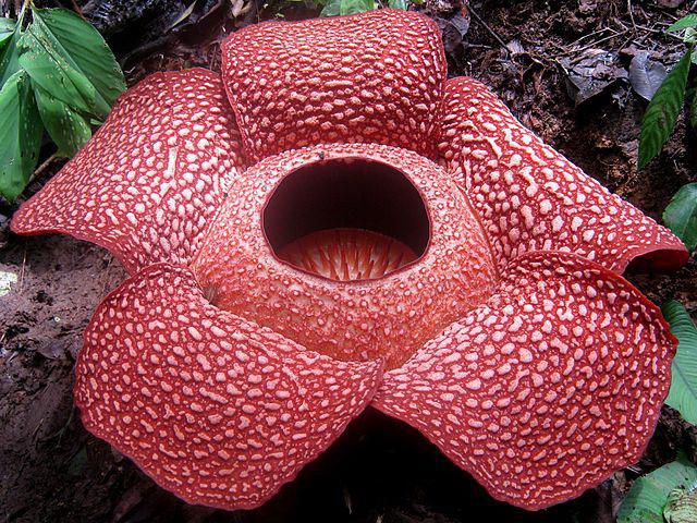 Rafflesia (פרח): תיאור ותמונה