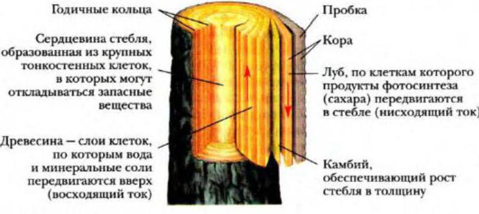 טבעות שנתיות הם cambium? מבנה, פונקציות