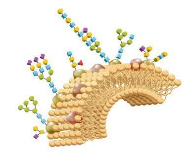 פונקציות של oligosaccharides 