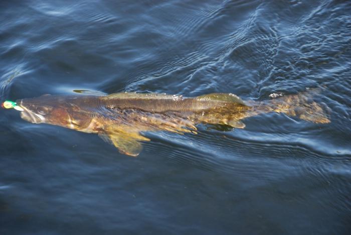 לתפוס של pike perch בסתיו הוא מוצלח במיוחד באוקטובר