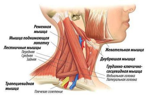 המבנה של בלוטות הלימפה בצוואר האדם