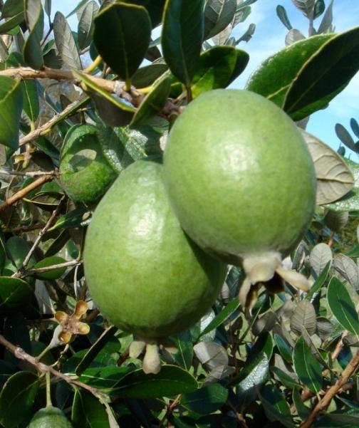 Feijoa תכונות שימושיות התוויות