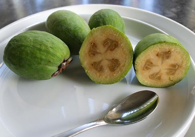 feijoa תועלת ופגיעה