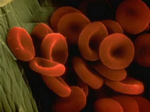 הנורמה של המוגלובין בדם של נשים