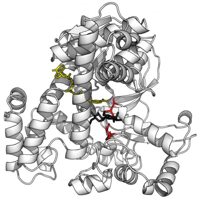 coenzymes הם