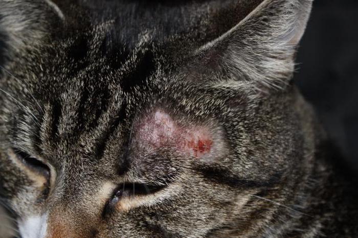 Microsporia (חתול). טיפול מניעת אדם (מתוך חתול): הדרכים העיקריות והתסמינים